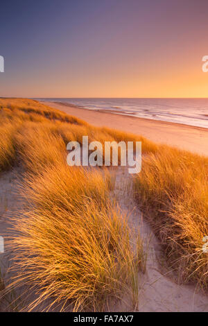 Hohe Dünen mit Dünengras und einem breiten Strand unten. Fotografiert bei Sonnenuntergang auf der Insel Texel in den Niederlanden. Stockfoto