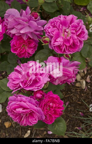 Altmodische Rose, "Sir Joseph Paxton" in voller Blüte im Hochsommer Grenze. Stockfoto