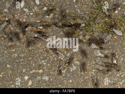 Rote Ameisen, Myrmica Rubra Aufkommen im Garten an einem heißen Augusttag - geflügelte Männchen, Königinnen und Arbeiterinnen. Dorset Stockfoto