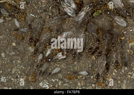 Rote Ameise Myrmica Rubra Aufkommen im Garten an einem heißen Augusttag - geflügelte Männchen, Königinnen und Arbeiterinnen. Dorset Stockfoto