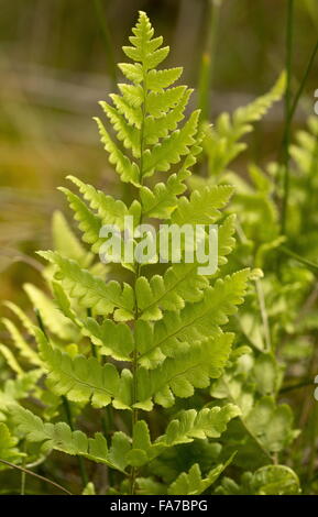 Crested Buckler-Farn, Dryopteris Cristata - seltene Pflanze Fens, Bure Marshes, Norfolk. Stockfoto