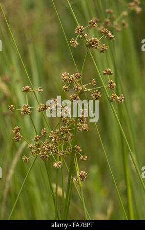 Blunt-geblümten Rush, Juncus Subnodulosus in Blüte in kalkhaltigen Moor, Norfolk Broads. Stockfoto