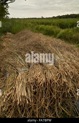 Schneiden Sie Bündel von sah Segge Bure Sümpfe NNR, Norfolk Broads. Stockfoto