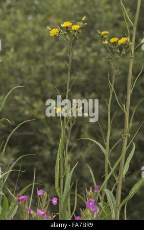 Marsh Sow Thistle, Sonchus Palustris in Blüte auf Norfolk Waterside, Norfolk Broads. Stockfoto