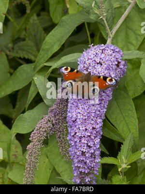 Tagpfauenauge Fütterung auf Schmetterlingsstrauch Blumen, Sommerflieder lässt. Stockfoto
