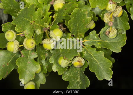 Gemeinsamen Eiche, Quercus Robur, mit Eicheln Reifen. Dorset. Stieleiche, pedunculate Eiche, Eiche Stockfoto