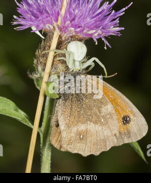 Eine weibliche Krabbenspinne, Misumena Vatia mit seiner Beute, einem Gatekeeper-Schmetterling. Stockfoto