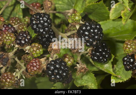 Reife Brombeeren, Rubus Fruticosus, Blackberry in eine ländliche Hecke, Dorset. Stockfoto