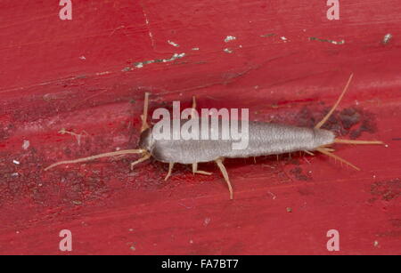 Ein Silberfischchen Lepisma Saccharina, in der heimischen Küche. Stockfoto