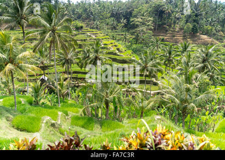 Tegalalang Reis-Terrassen in der Nähe von Ubud, Bali, Indonesien Stockfoto