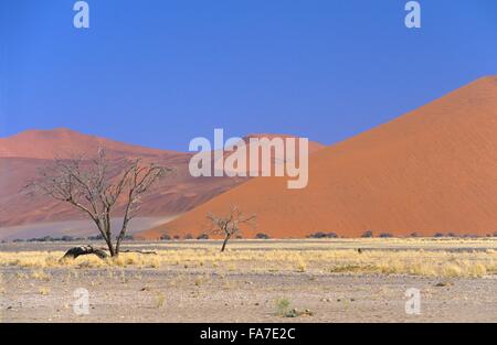 Namibia, Namib-Naukluft-Nationalpark, Sesriem, Düne 45 / / Namibie, Namib-Naukluft-Nationalpark, Sesriem, Düne 45 Stockfoto