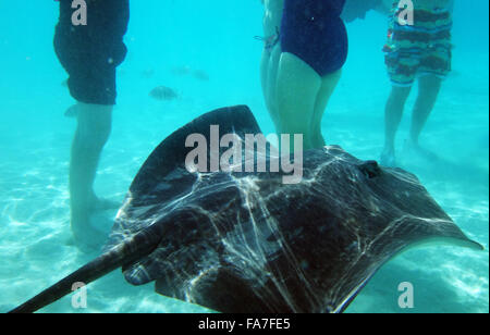 Schwimmen mit freundlichen Stachelrochen in Moorea, Französisch-Polynesien. Stockfoto