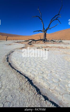Namibia, Namib-Naukluft-Nationalpark, Sossusvlei, Dead Vlei, Toten Camel Thorn Bäumen (Acacia Erioloba) / / Namibie, Namib-Nauklu Stockfoto