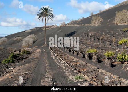 Der Weinbau Bezirk La Geria, eine geschützte Landschaft von Lanzarote, Spanien Stockfoto