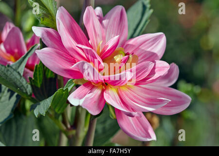 Dahlie Blüte hautnah. Stockfoto