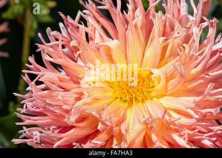 Dahlie Blüte hautnah. Stockfoto