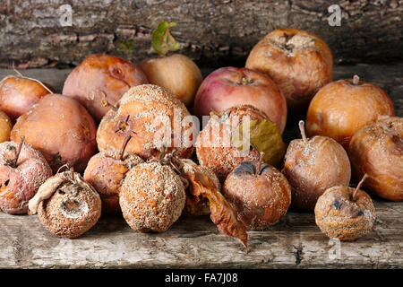 Faule Äpfel. Wissenschaftlicher Name: Malus Domestica. Stockfoto