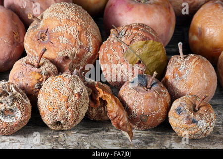 Faule Äpfel. Wissenschaftlicher Name: Malus Domestica. Stockfoto