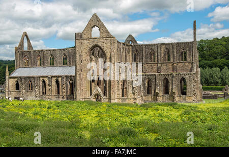 Tintern Abbey in der Wye Valley Monmouthshire South Wales, an einem sonnigen Junitag fotografiert Stockfoto