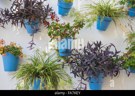 weiße Wand mit blauen Blumentöpfe in Marbella, Andalusien Stockfoto