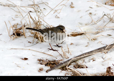 Farbige Schiefer ist eine verbreitete Variante der Dark Eyed Junco Stockfoto