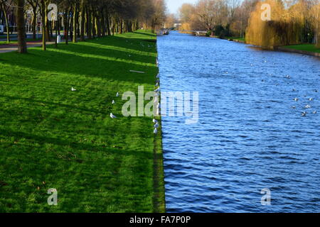 Halb und halb. Ein breiter Kanal von Amsterdam und dem grünen Rasen erkennbar, die an einem makellosen Tag mit Vögel, die Sonne genießen. Stockfoto