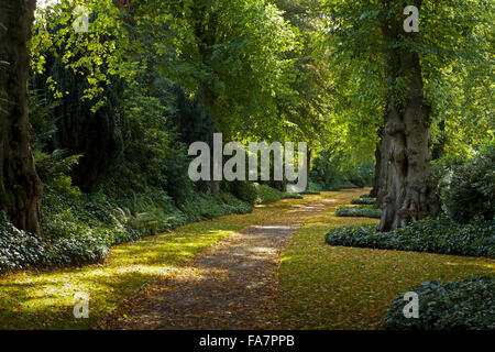 Die Lindenallee im Oktober im Biddulph Grange Garden, Staffordshire. Stockfoto