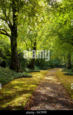 Die Lindenallee im Oktober im Biddulph Grange Garden, Staffordshire. Stockfoto