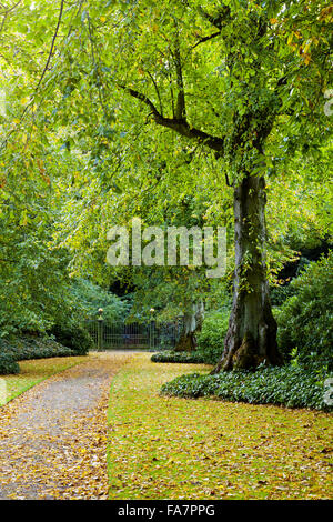 Die Lindenallee im Oktober im Biddulph Grange Garden, Staffordshire. Stockfoto