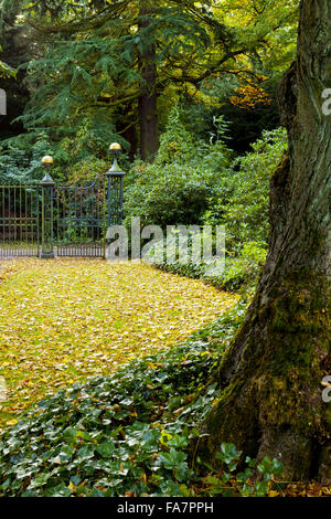 Die Lindenallee im Oktober im Biddulph Grange Garden, Staffordshire. Stockfoto