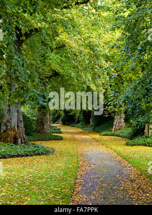 Die Lindenallee im Oktober im Biddulph Grange Garden, Staffordshire. Stockfoto