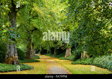 Die Lindenallee im Oktober im Biddulph Grange Garden, Staffordshire. Stockfoto