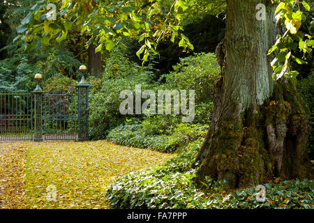 Die Lindenallee im Oktober im Biddulph Grange Garden, Staffordshire. Stockfoto