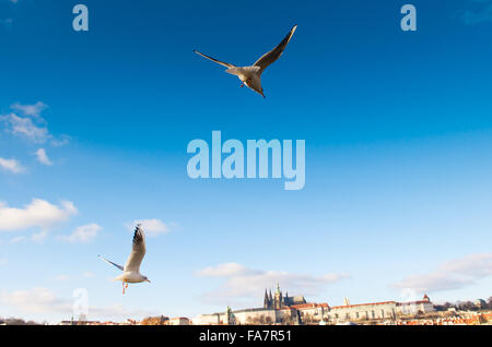 Vögel im Flug in einem klaren Himmel im Winter. Stockfoto