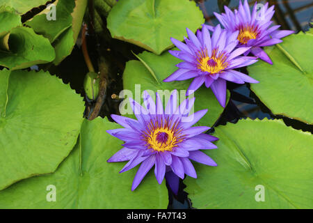 Lila Lotus-Blume Stockfoto