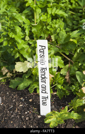 Bezeichnung für Pastinaken "Ausschreibung und True" im Gemüsegarten im September Tintinhull Garten, Tintinhull, Somerset. Stockfoto