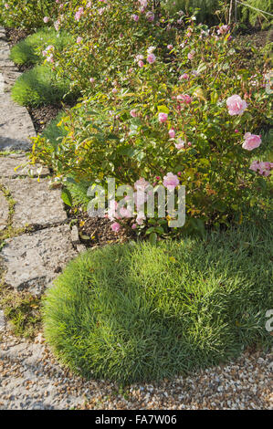 Blasse rosa Rosen im Küchengarten am Tintinhull, Somerset, underplanted mit Dianthus im September. Stockfoto