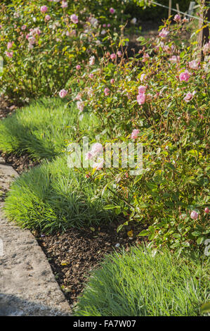 Blasse rosa Rosen im Küchengarten am Tintinhull, Somerset, underplanted mit Dianthus im September. Stockfoto