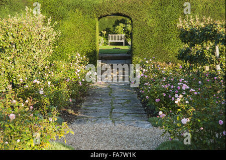 Blasse rosa Rosen im Küchengarten underplanted mit Dianthus Tintinhull Garten, Somerset, im September. Stockfoto