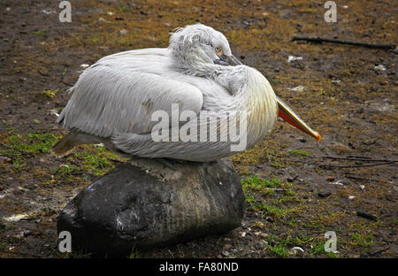 Krauskopfpelikan Vogel Sitze auf einem Stein im Zoo Berlin, Deutschland Stockfoto