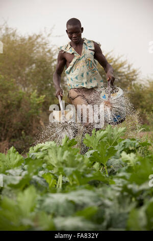 Ein Kleinbauer Gewässer seinen Gemüsegarten in Di-Abteilung, Burkina Faso. Stockfoto