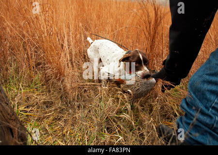 Ausgebildete Deutsch Kurzhaar Hund Ruft Fasan Stockfoto