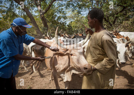 Ein Tierarzt impft Rinder gegen ansteckende Bovine Pleuropneumonia in Burkina Faso, Westafrika. Stockfoto