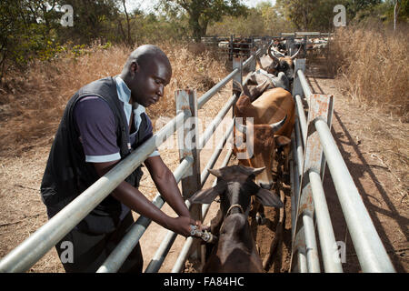 Ein Tierarzt impft Rinder gegen ansteckende Bovine Pleuropneumonia in Burkina Faso, Westafrika. Stockfoto