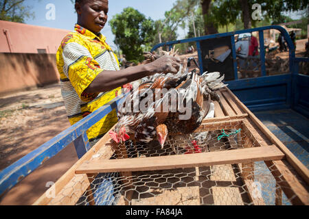 Ein Kreditor lädt Hühner auf seiner Anhänger auf dem Geflügelmarkt in Banfora, Burkina Faso. Stockfoto