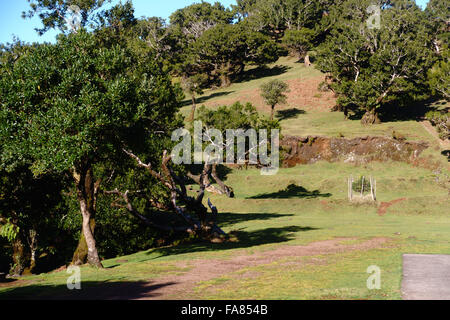 Alten Lorbeerwald (Lorbeerwald) auf Madeira, stammt aus dem Tertiär und Teil des Naturparks Madeiras Stockfoto