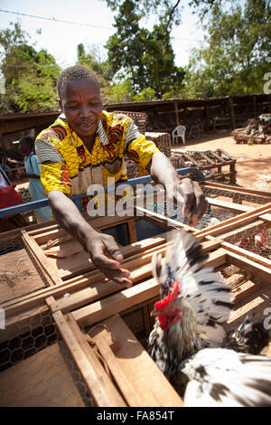 Ein Kreditor lädt Hühner auf seiner Anhänger auf dem Geflügelmarkt in Banfora, Burkina Faso. Stockfoto