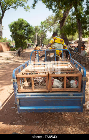 Ein Kreditor lädt Hühner auf seiner Anhänger auf dem Geflügelmarkt in Banfora, Burkina Faso. Stockfoto