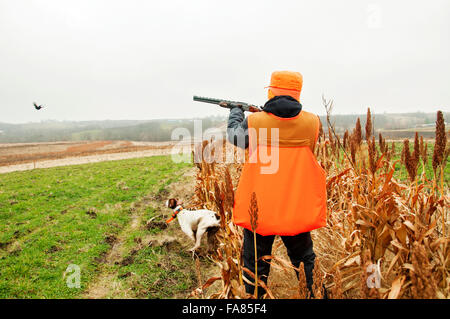 Vogel Jäger schießen Fasan Deutsch Kurzhaar Hund Ruft Stockfoto