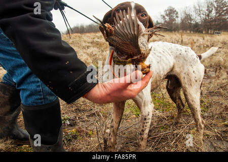 Deutsch Kurzhaar ruft Wachtel Stockfoto